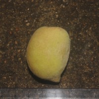 Prunus persica (L.) Batsch