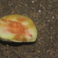 Prunus persica (L.) Batsch