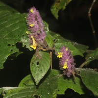 Gymnostachyum hirsutum T.Anderson