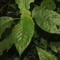 Gymnostachyum hirsutum T.Anderson