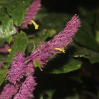 Gymnostachyum hirsutum T.Anderson