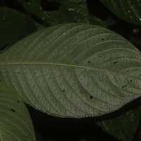 Gymnostachyum hirsutum T.Anderson