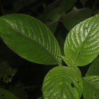 Gymnostachyum hirsutum T.Anderson