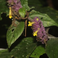 Gymnostachyum hirsutum T.Anderson