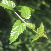Premna procumbens Moon