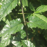Premna procumbens Moon