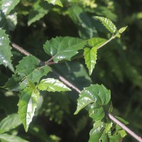 Premna procumbens Moon