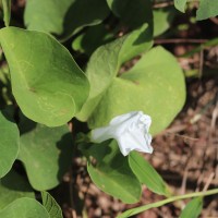 Ipomoea asarifolia (Desr.) Roem. & Schult.