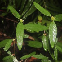 Rolandra fruticosa (L.) Kuntze