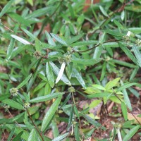 Rolandra fruticosa (L.) Kuntze