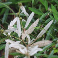 Rolandra fruticosa (L.) Kuntze