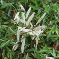 Rolandra fruticosa (L.) Kuntze
