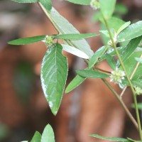 Rolandra fruticosa (L.) Kuntze