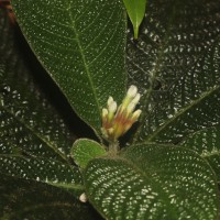Acranthera ceylanica Arn. ex Meisn.