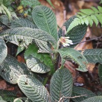 Acranthera ceylanica Arn. ex Meisn.