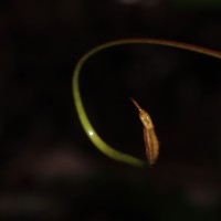 Nepenthes distillatoria L.