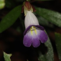 Henckelia angusta (C.B.Clarke) D.J.Middleton & Mich.Möller
