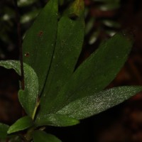Henckelia angusta (C.B.Clarke) D.J.Middleton & Mich.Möller
