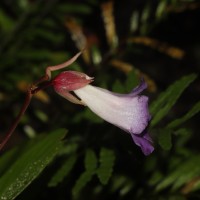Henckelia angusta (C.B.Clarke) D.J.Middleton & Mich.Möller