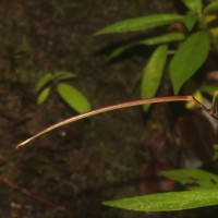 Henckelia angusta (C.B.Clarke) D.J.Middleton & Mich.Möller