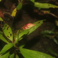 Henckelia angusta (C.B.Clarke) D.J.Middleton & Mich.Möller