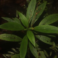 Henckelia angusta (C.B.Clarke) D.J.Middleton & Mich.Möller