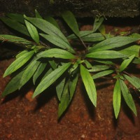 Henckelia angusta (C.B.Clarke) D.J.Middleton & Mich.Möller