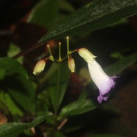 Henckelia angusta (C.B.Clarke) D.J.Middleton & Mich.Möller