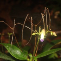 Henckelia angusta (C.B.Clarke) D.J.Middleton & Mich.Möller