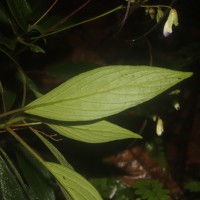 Henckelia angusta (C.B.Clarke) D.J.Middleton & Mich.Möller
