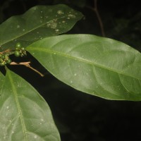 Allophylus zeylanicus L.