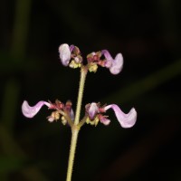 Coleus kanneliyensis L.H.Cramer & S. Balas.