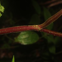 Coleus kanneliyensis L.H.Cramer & S. Balas.