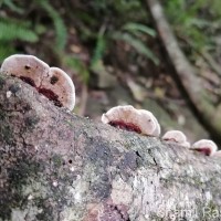 Earliella scabrosa (Pers.) Gilb. & Ryvarden 1985