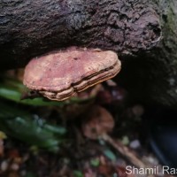 Ganoderma applanatum (Pers.) Pat. 1887