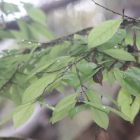Margaritaria cyanosperma (Gaertn.) Airy Shaw