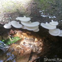 Pleurotus sp1