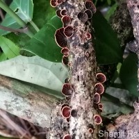Anthracophyllum sinense Lloyd 1915
