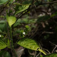Justicia capitata (T.Anderson ex Hook.f.) L.H.Cramer