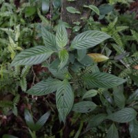 Justicia capitata (T.Anderson ex Hook.f.) L.H.Cramer
