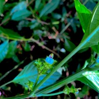 Justicia capitata (T.Anderson ex Hook.f.) L.H.Cramer