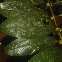 Urophyllum ellipticum (Wight) Thwaites