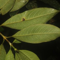 Urophyllum ellipticum (Wight) Thwaites