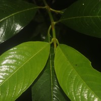 Urophyllum ellipticum (Wight) Thwaites