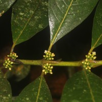 Urophyllum ellipticum (Wight) Thwaites
