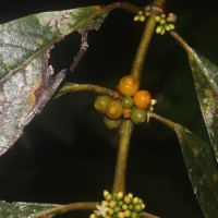 Urophyllum ellipticum (Wight) Thwaites
