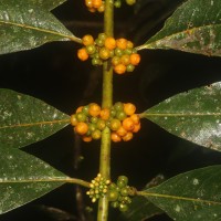 Urophyllum ellipticum (Wight) Thwaites