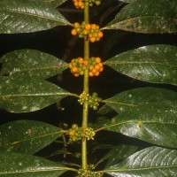 Urophyllum ellipticum (Wight) Thwaites