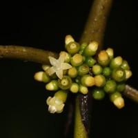Urophyllum ellipticum (Wight) Thwaites