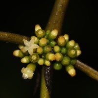Urophyllum ellipticum (Wight) Thwaites
